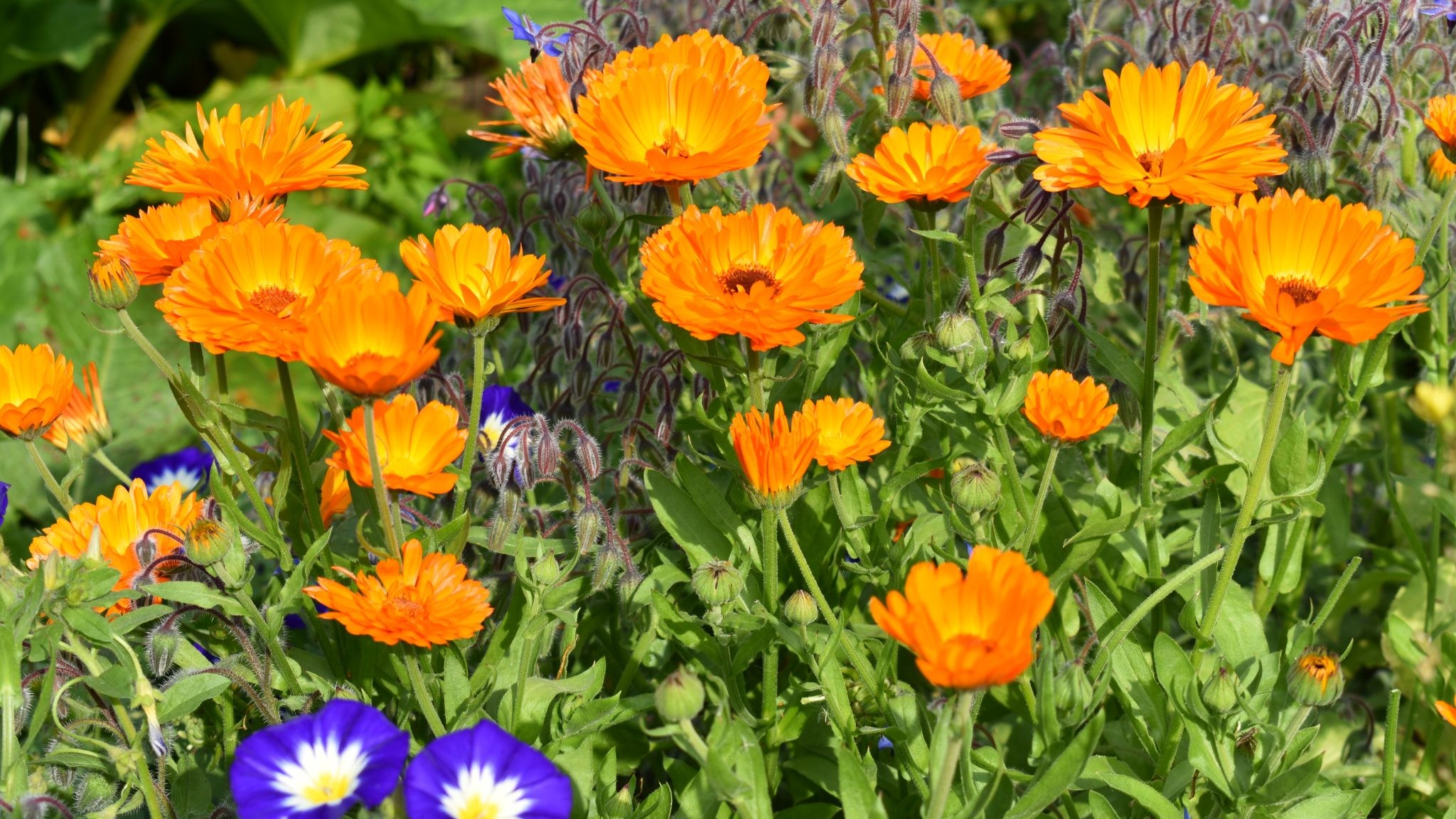Flowers